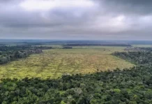 Desmatamento na Amazônia cai no 1º trimestre, mas aumenta em março desmatamento-na-amazonia-cai-no-1o-trimestre,-mas-aumenta-em-marco