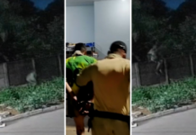 Invasão e marcas de mordida: o que se sabe sobre pitbull que morreu ao tentar defender tutor invasao-e-marcas-de-mordida:-o-que-se-sabe-sobre-pitbull-que-morreu-ao-tentar-defender-tutor