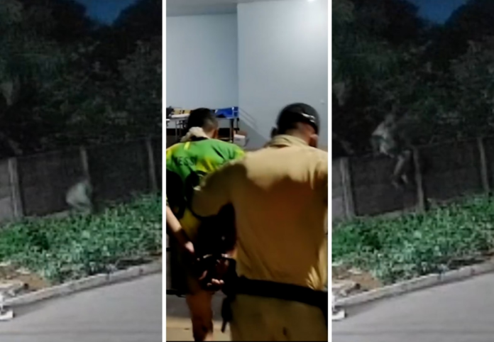 invasao-e-marcas-de-mordida:-o-que-se-sabe-sobre-pitbull-que-morreu-ao-tentar-defender-tutor