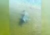 boto-surpreende-pescador-ao-cercar-barco-e-espantar-peixes-no-to;-video