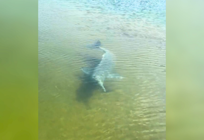 boto-surpreende-pescador-ao-cercar-barco-e-espantar-peixes-no-to;-video