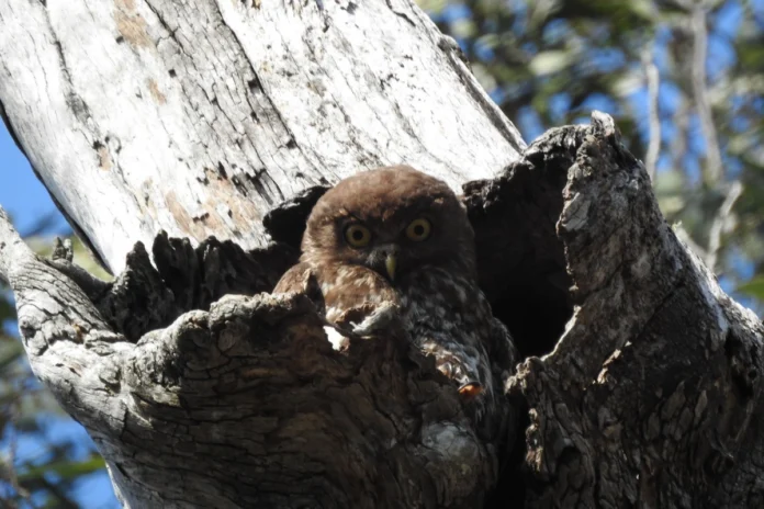 estudo:-preservacao-do-entorno-de-matas-garante-maior-sobrevivencia-de-aves