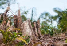 Desmatamento pode transformar a Amazônia em savana, mostra estudo desmatamento-pode-transformar-a-amazonia-em-savana,-mostra-estudo