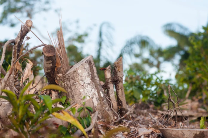 desmatamento-pode-transformar-a-amazonia-em-savana,-mostra-estudo