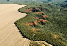 Amazônia e Cerrado registram queda no desmatamento em abril, indica INPE amazonia-e-cerrado-registram-queda-no-desmatamento-em-abril,-indica-inpe