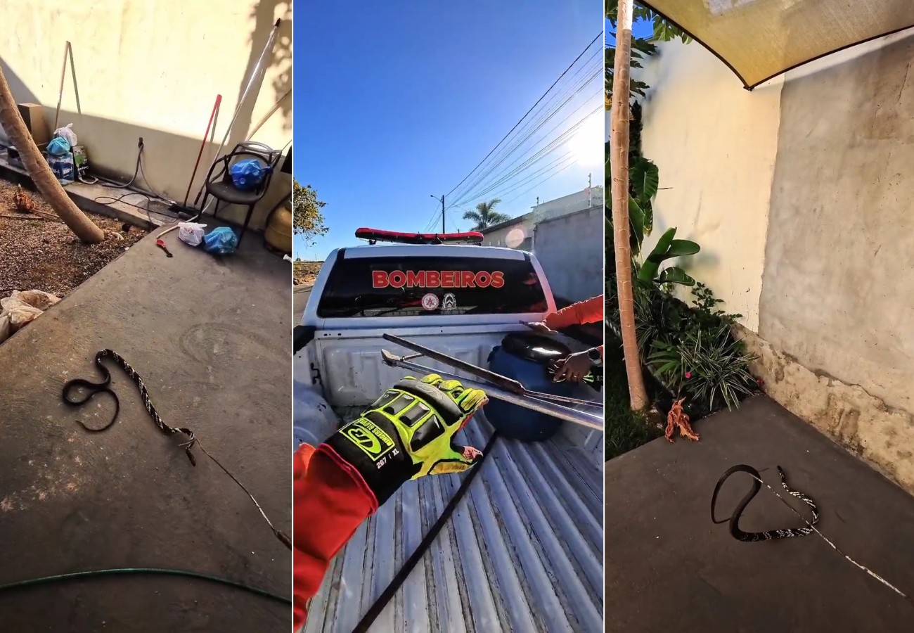 cobra-caninana-invade-casa-em-gurupi-e-tenta-atacar-bombeiros-durante-resgate;-video cobra-caninana-invade-casa-em-gurupi-e-tenta-atacar-bombeiros-durante-resgate;-video