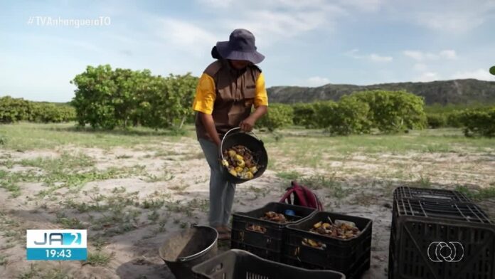 videos:-jornal-anhanguera-2a-edicao-to-de-sabado,-4-de-julho-de-2026
