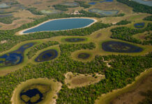 Pantanal perdeu 80% de sua água superficial nos últimos 40 anos pantanal-perdeu-80%-de-sua-agua-superficial-nos-ultimos-40-anos