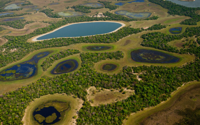 pantanal-perdeu-80%-de-sua-agua-superficial-nos-ultimos-40-anos pantanal-perdeu-80%-de-sua-agua-superficial-nos-ultimos-40-anos