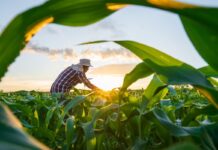 MP de dívida rural foca em perdas climáticas, diz Durigan mp-de-divida-rural-foca-em-perdas-climaticas,-diz-durigan