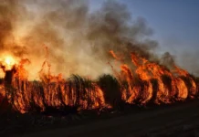 Incêndios florestais deixam mais de 10 mortos no sul da Espanha incendios-florestais-deixam-mais-de-10-mortos-no-sul-da-espanha