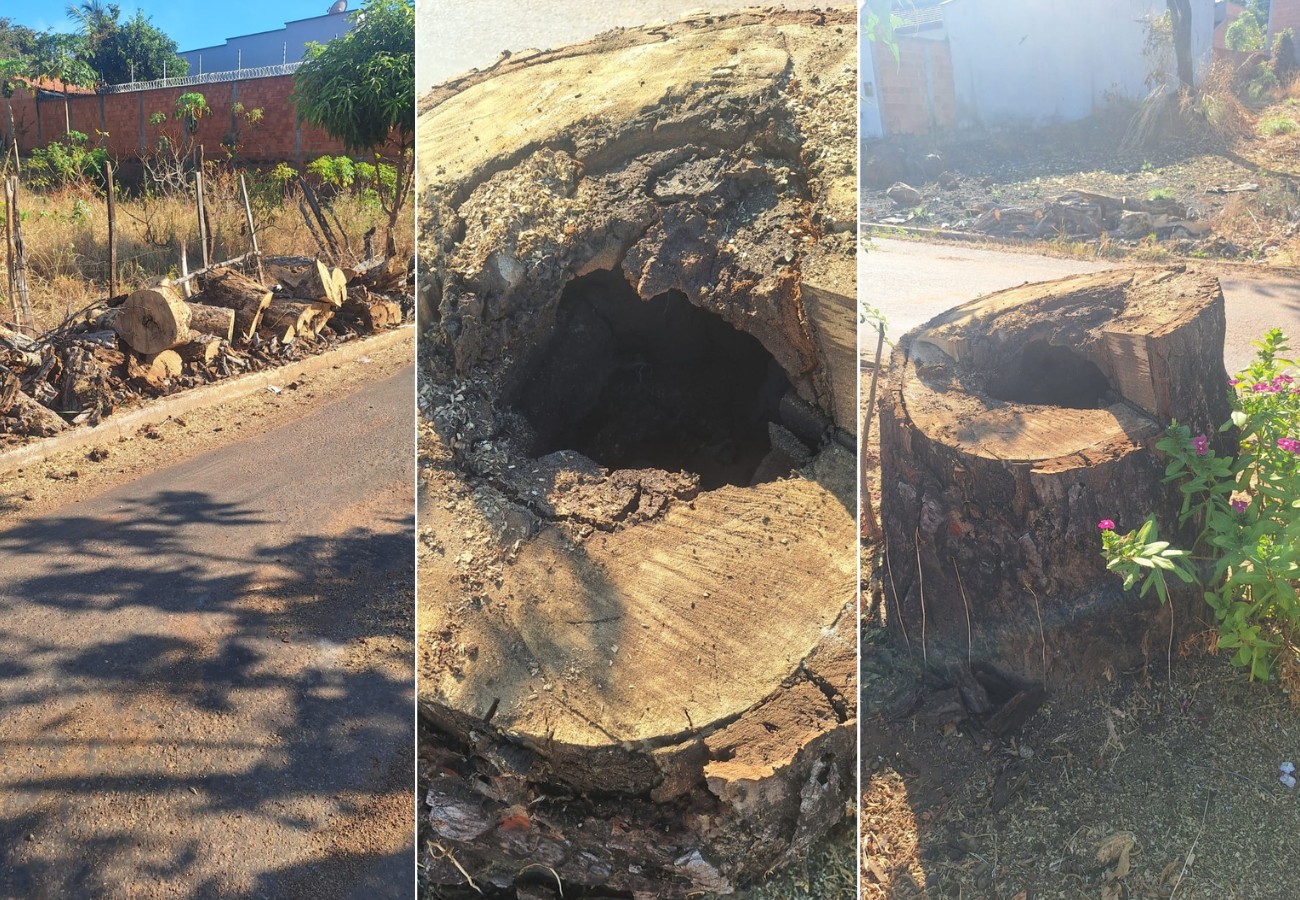 pe-de-caja-preservado-no-meio-de-avenida-no-to-morre-apos-ser-consumido-por-cupim;-veja-imagens pe-de-caja-preservado-no-meio-de-avenida-no-to-morre-apos-ser-consumido-por-cupim;-veja-imagens