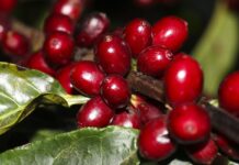 Aeronaves, óleo, café e carne estão fora do tarifaço imposto pelos EUA aeronaves,-oleo,-cafe-e-carne-estao-fora-do-tarifaco-imposto-pelos-eua