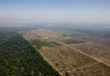 Senado reduz Floresta do Jamanxim e abre caminho para mais desmatamento no Pará senado-reduz-floresta-do-jamanxim-e-abre-caminho-para-mais-desmatamento-no-para