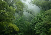 Florestas tropicais podem deixar de ser sumidouros de carbono com El Niño florestas-tropicais-podem-deixar-de-ser-sumidouros-de-carbono-com-el-nino