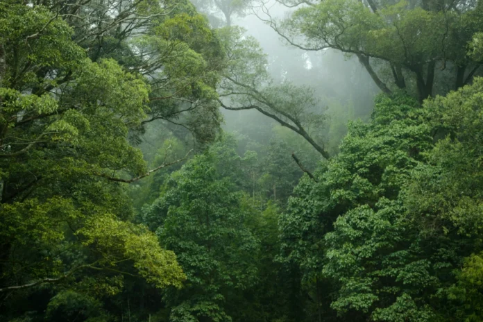 florestas-tropicais-podem-deixar-de-ser-sumidouros-de-carbono-com-el-nino