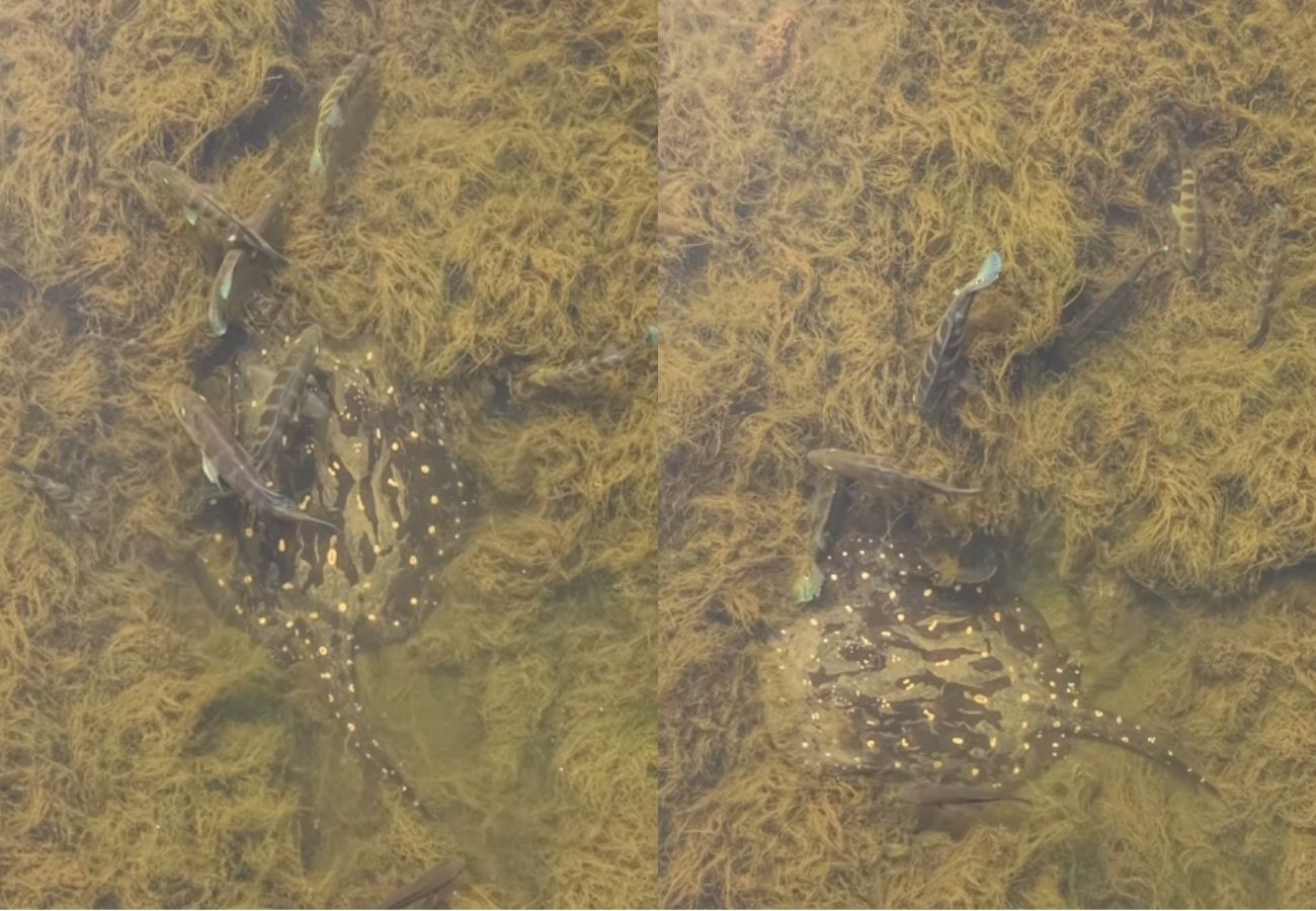 Pescadores registram arraia nadando com tucunarés em águas cristalinas no Rio Tocantins; VÍDEO pescadores-registram-arraia-nadando-com-tucunares-em-aguas-cristalinas-no-rio-tocantins;-video