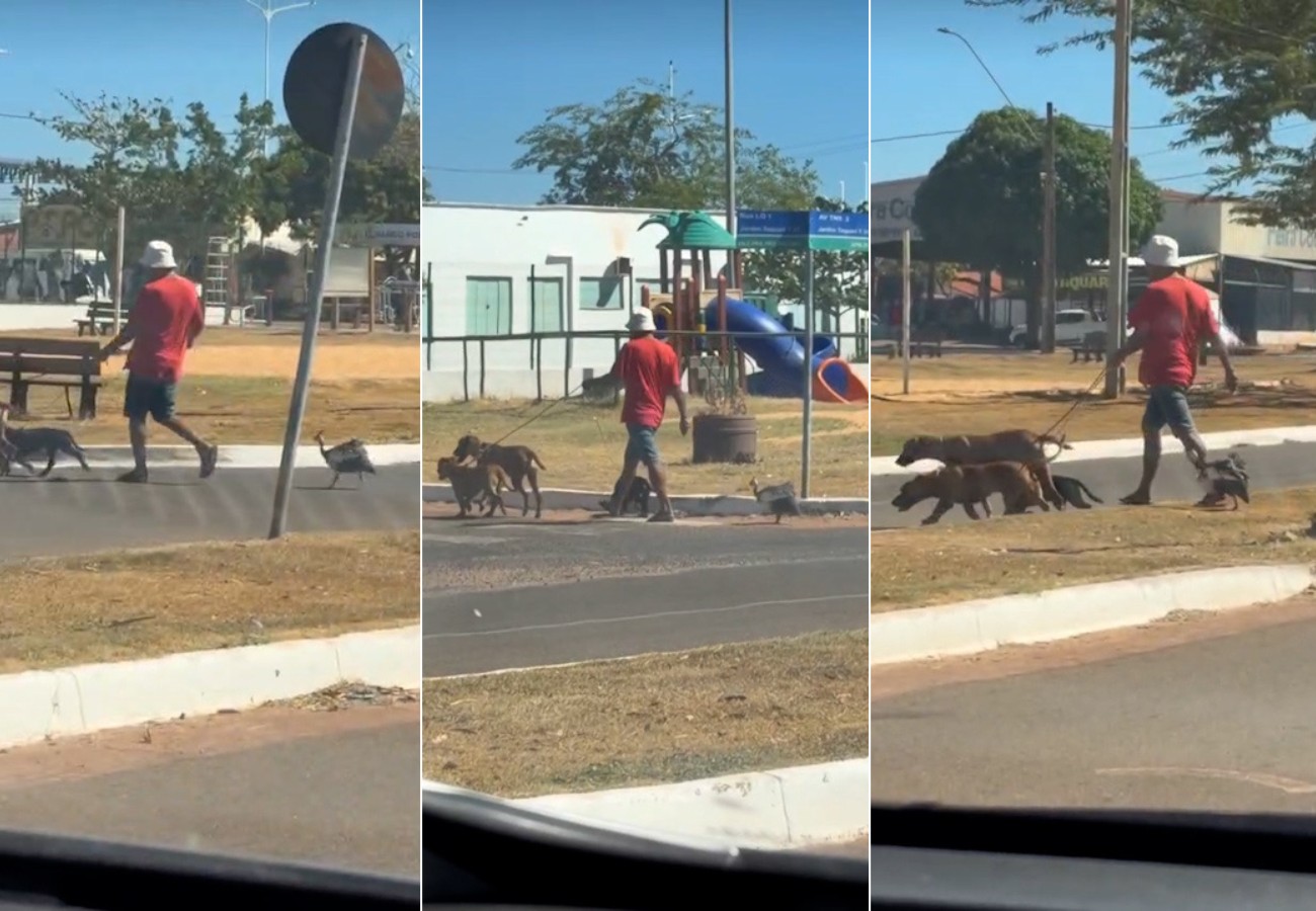Galinha-d’angola acompanha cachorros durante passeio e cena inusitada chama atenção; VÍDEO galinha-d’angola-acompanha-cachorros-durante-passeio-e-cena-inusitada-chama-atencao;-video