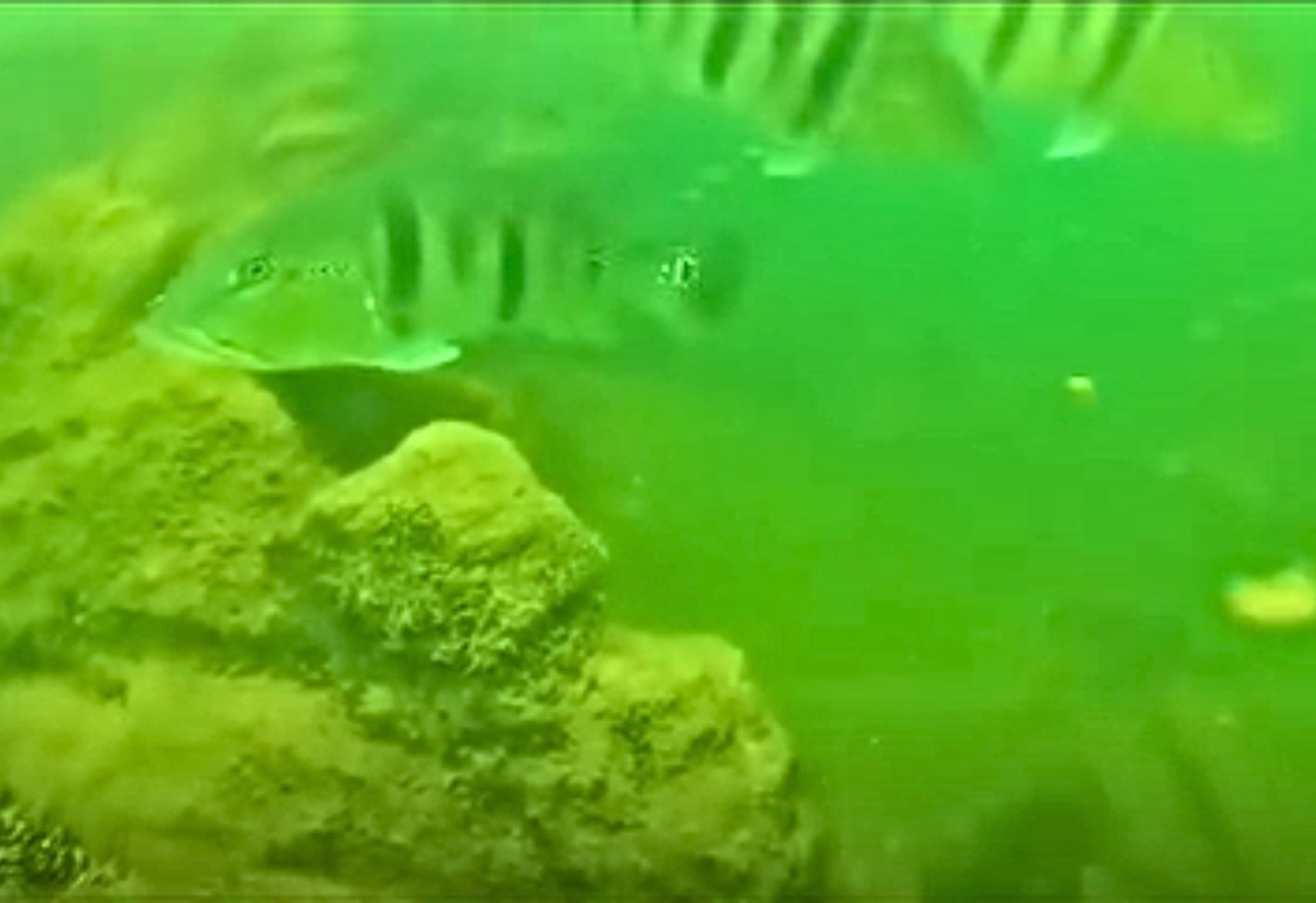 Mergulhador mostra vida, peixes e paisagens escondidas no fundo do Lago de Palmas; VÍDEO mergulhador-mostra-vida,-peixes-e-paisagens-escondidas-no-fundo-do-lago-de-palmas;-video