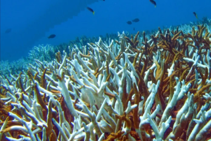 branqueamento-de-corais-seria-impossivel-sem-as-mudancas-climaticas