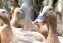 Sancionada lei que proíbe produção e comercialização de foie gras sancionada-lei-que-proibe-producao-e-comercializacao-de-foie-gras