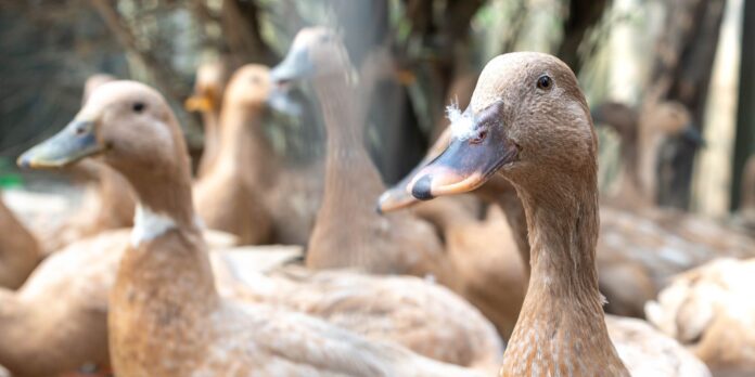 sancionada-lei-que-proibe-producao-e-comercializacao-de-foie-gras sancionada-lei-que-proibe-producao-e-comercializacao-de-foie-gras