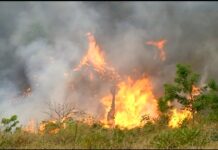 Tocantins suspende queimas controladas sob risco crítico de incêndios; veja o que muda tocantins-suspende-queimas-controladas-sob-risco-critico-de-incendios;-veja-o-que-muda