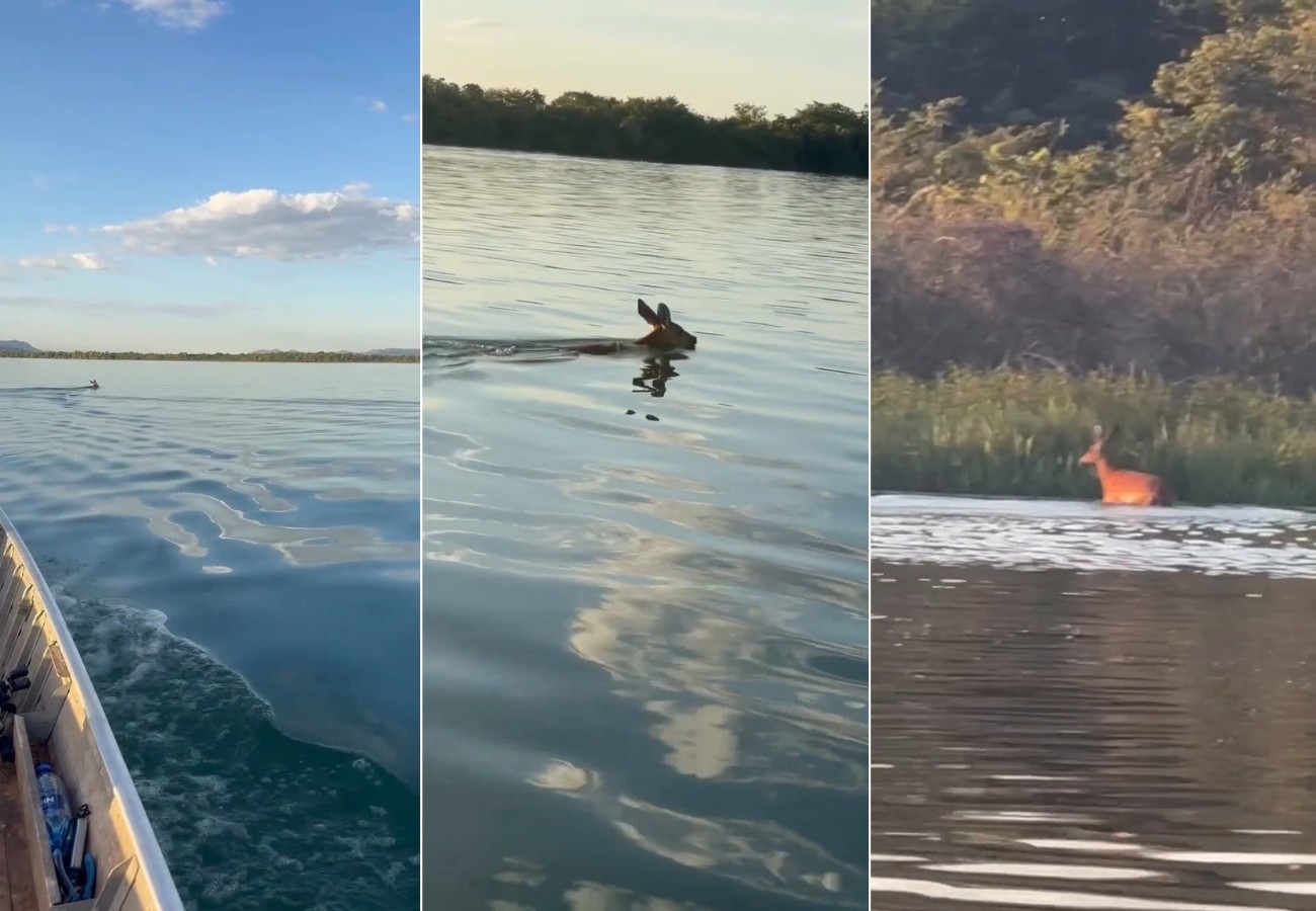 Cervo chama atenção de pescadores ao atravessar Rio Tocantins a nado; VÍDEO cervo-chama-atencao-de-pescadores-ao-atravessar-rio-tocantins-a-nado;-video