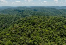 Mais de 80% de Áreas Protegidas na Amazônia registraram desmatamento zero no 1º semestre mais-de-80%-de-areas-protegidas-na-amazonia-registraram-desmatamento-zero-no-1o-semestre