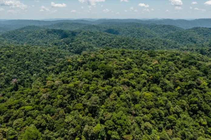 mais-de-80%-de-areas-protegidas-na-amazonia-registraram-desmatamento-zero-no-1o-semestre