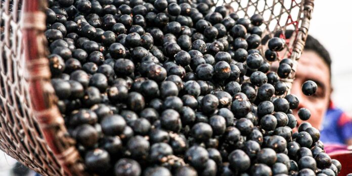 china-facilita-exportacao-de-polpas-e-frutas-congeladas-brasileiras china-facilita-exportacao-de-polpas-e-frutas-congeladas-brasileiras