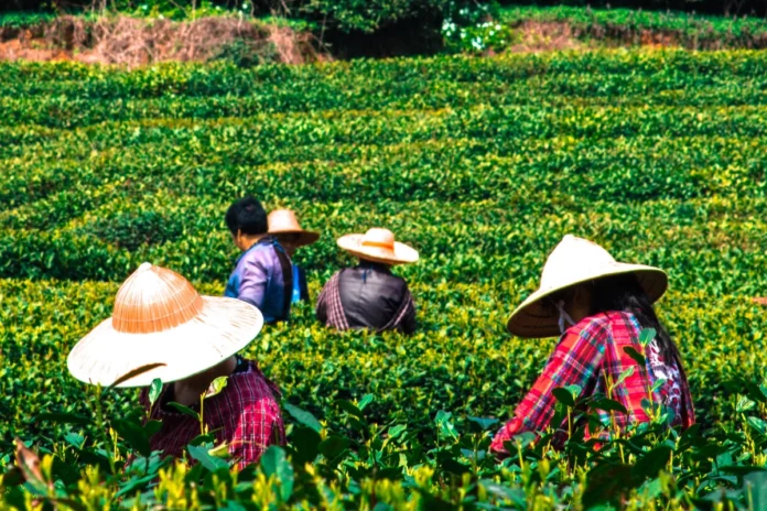 onda-de-calor-ameaca-colheitas-na-china,-que-tambem-sofre-com-temporais