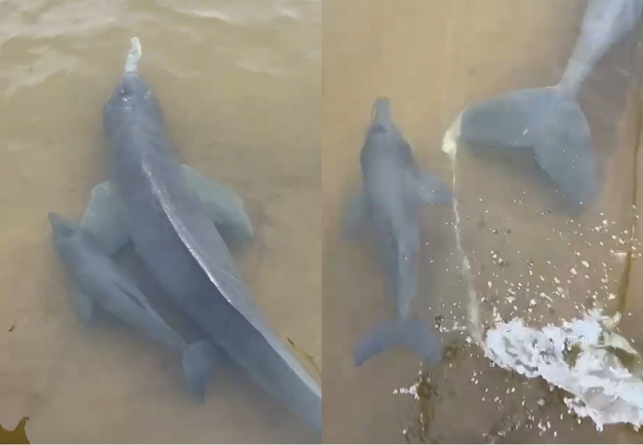 Filhote de boto nada ao lado da mãe e encanta em cena de ‘fofura’ no Rio Araguaia; VÍDEO filhote-de-boto-nada-ao-lado-da-mae-e-encanta-em-cena-de-‘fofura’-no-rio-araguaia;-video
