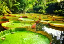 Florestas tropicais guardam até US$ 1,2 tri em medicamentos não descobertos florestas-tropicais-guardam-ate-us$-1,2-tri-em-medicamentos-nao-descobertos
