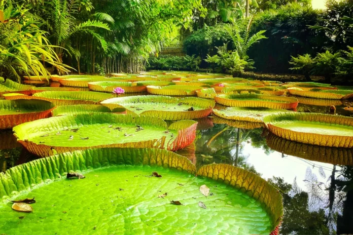florestas-tropicais-guardam-ate-us$-1,2-tri-em-medicamentos-nao-descobertos florestas-tropicais-guardam-ate-us$-1,2-tri-em-medicamentos-nao-descobertos