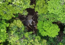 Alertas de desmatamento na Amazônia caem ao menor patamar da série histórica alertas-de-desmatamento-na-amazonia-caem-ao-menor-patamar-da-serie-historica