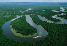 Avanço do agro reduz vegetação nativa do Brasil, aponta MapBiomas avanco-do-agro-reduz-vegetacao-nativa-do-brasil,-aponta-mapbiomas