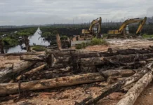 Enquanto cai no Brasil, desmatamento amazônico explode na Bolívia enquanto-cai-no-brasil,-desmatamento-amazonico-explode-na-bolivia