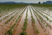 Ferramenta monitora o que governos estão fazendo para enfrentar o El Niño ferramenta-monitora-o-que-governos-estao-fazendo-para-enfrentar-o-el-nino