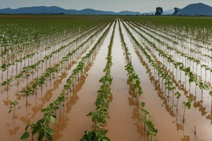 ferramenta-monitora-o-que-governos-estao-fazendo-para-enfrentar-o-el-nino