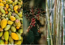 Cacau, café e açúcar já estão mais caros antes mesmo do “Super El Niño” cacau,-cafe-e-acucar-ja-estao-mais-caros-antes-mesmo-do-“super-el-nino”