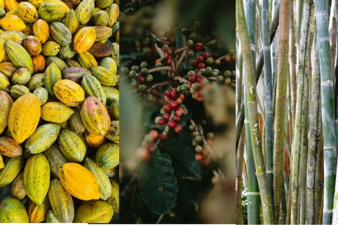 cacau,-cafe-e-acucar-ja-estao-mais-caros-antes-mesmo-do-“super-el-nino”