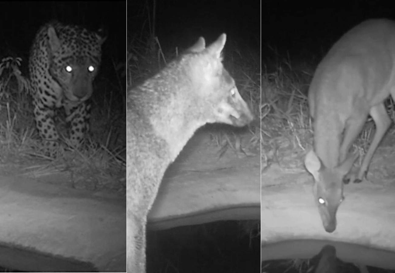 Câmeras flagram lobo-guará e onça-pintada em bebedouros instalados no cerrado do TO cameras-flagram-lobo-guara-e-onca-pintada-em-bebedouros-instalados-no-cerrado-do-to