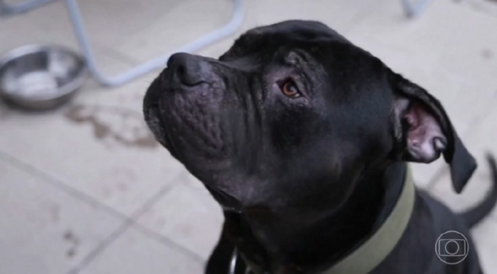 tutor-entra-na-justica-para-garantir-direito-de-criar-cao-da-raca-american bully em-condominio