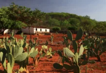 COP17 de Desertificação: Brasil apresenta meta para Neutralidade da Degradação da Terra cop17-de-desertificacao:-brasil-apresenta-meta-para-neutralidade-da-degradacao-da-terra