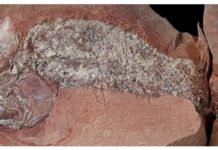 Estudo mostra fóssil de peixe pré-histórico encontrado em Mato Grosso estudo-mostra-fossil-de-peixe-pre-historico-encontrado-em-mato-grosso