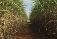 Conselho eleva limite de remuneração do Eco Invest Brasil conselho-eleva-limite-de-remuneracao-do-eco-invest-brasil