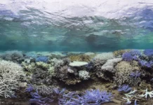 Aquecimento de oceanos dificulta recuperação dos recifes de coral aquecimento-de-oceanos-dificulta-recuperacao-dos-recifes-de-coral
