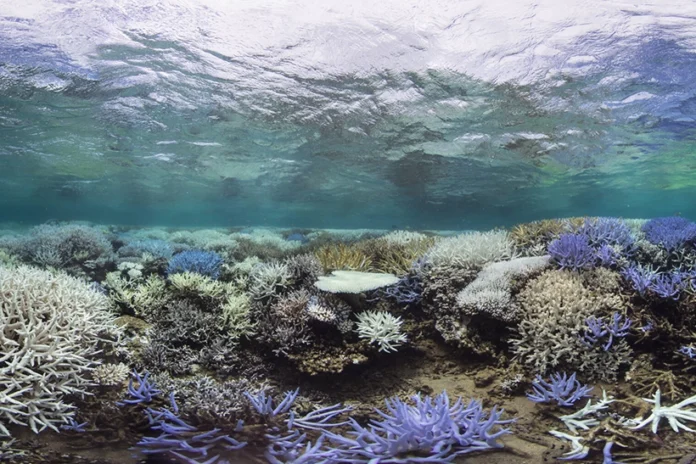aquecimento-de-oceanos-dificulta-recuperacao-dos-recifes-de-coral