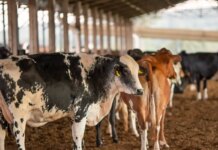 UE suspende carnes do Brasil; entenda impacto e próximos passos ue-suspende-carnes-do-brasil;-entenda-impacto-e-proximos-passos